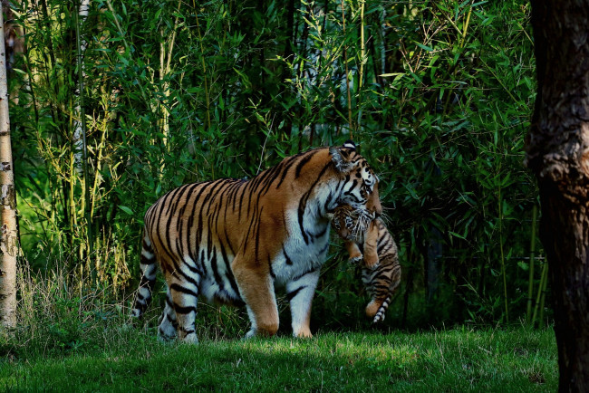 Обои картинки фото животные, тигры, джунгли, тигр