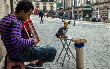 Картинка музыка -другое юноша баян собака улица