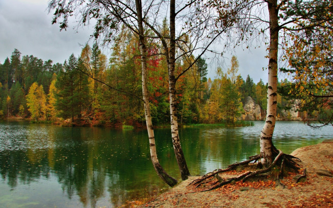Обои картинки фото природа, реки, озера, лес, деревья, река