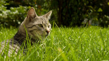 Картинка животные коты кот серый голова поляна трава