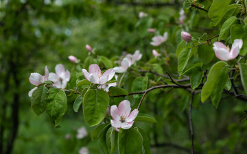 Картинка цветы айва весна цветение дерево листья