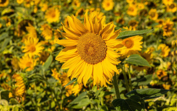 Картинка цветы подсолнухи солнечный цветок