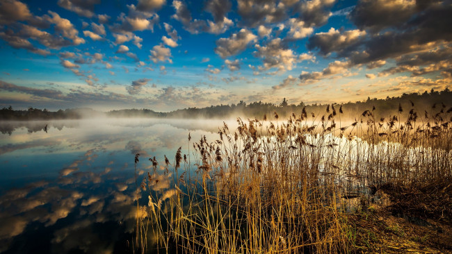 Обои картинки фото природа, реки, озера, озеро, туман, камыши