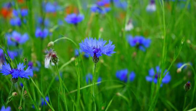 Обои картинки фото цветы, васильки, синие, зеленая, трава