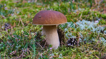 Картинка природа грибы боровик мох шишка