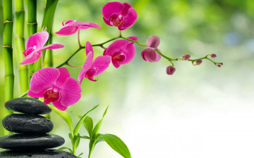 Картинка цветы орхидеи экзотика орхидея розовая