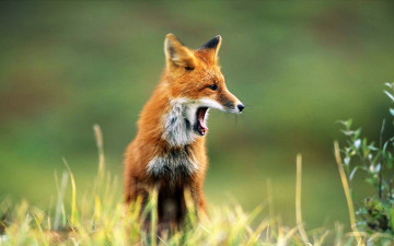 Картинка животные лисы лиса зевок трава