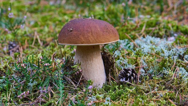 Обои картинки фото природа, грибы, боровик, мох, шишка