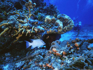 Картинка подводный мир животные рыбы