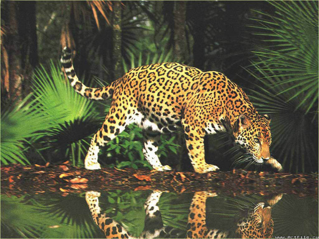 Обои картинки фото Ягуар, животные, Ягуары