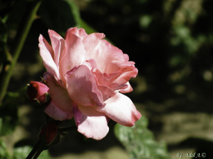 Картинка цветы розы лето