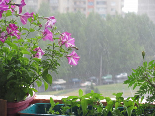 Обои картинки фото цветы, петунии, калибрахоа, розовые, дождь