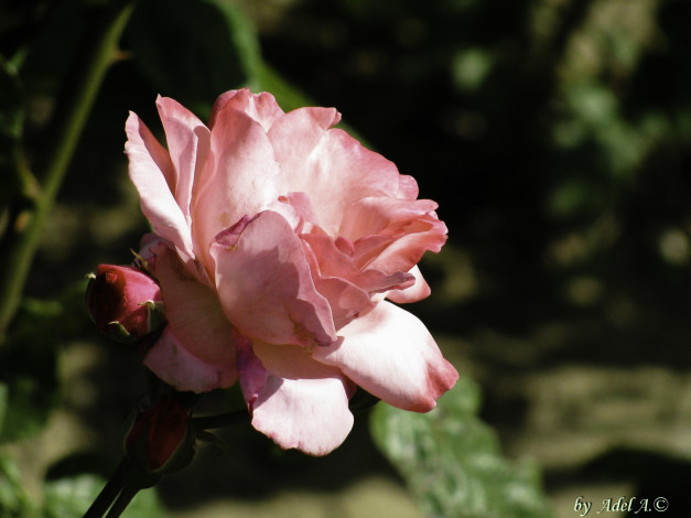 Обои картинки фото цветы, розы, лето