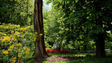Картинка польша вроцлав природа парк деревья цветы