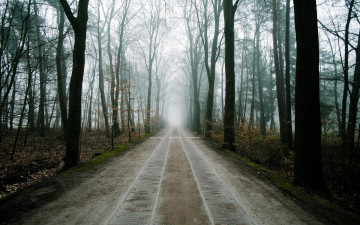 Картинка природа дороги лес туман