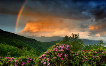 Картинка природа радуга горы деревья тучи кусты