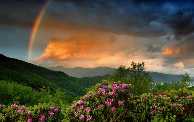 Обои картинки фото природа, радуга, горы, деревья, тучи, кусты