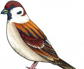 Картинка рисованное животные +птицы фон птица