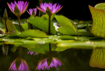 Картинка цветы лотосы листок лепестки боке красиво лотос