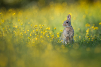 Картинка животные кролики +зайцы природа страх окрас кролик