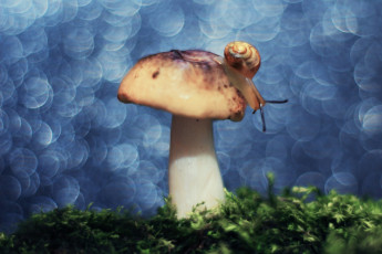 Картинка животные улитки боке фон мох гриб улитка