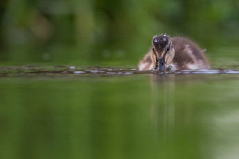 Картинка животные утки река плывет вода детеныш утка