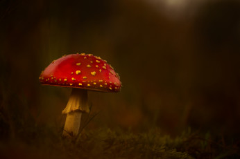 Картинка природа грибы трава лес гриб мухомор