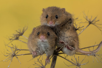 Картинка животные крысы +мыши пара мыши ветка