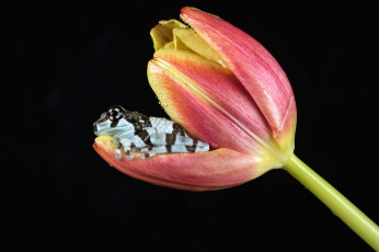 Картинка животные лягушки фон боке цветок окрас