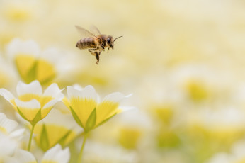 Картинка животные пчелы +осы +шмели цветы крылья полет пчела боке фон
