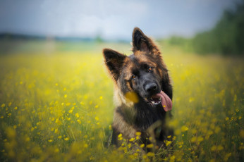 Картинка животные собаки собака цветы боке луг морда немецкая овчарка язык