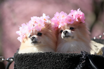 Картинка животные собаки взгляд окрас собака цветы пара