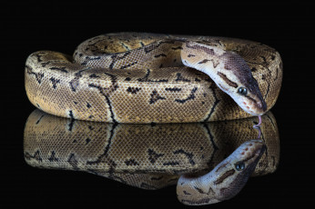 Картинка животные змеи +питоны +кобры окрас змея фон опасность