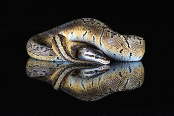 Картинка животные змеи +питоны +кобры страх жало окрас змея