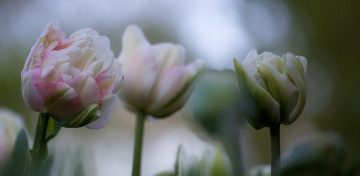 Картинка цветы тюльпаны цветение цвет