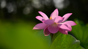 Картинка цветы лотосы боке лепестки свет фон лист зеленый лотос распустившийся настроение цветок розовый