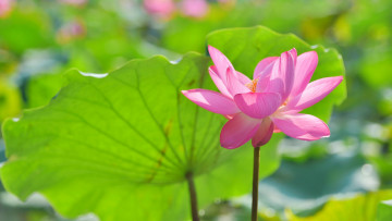 Картинка цветы лотосы фон цветок лотос листья пруд розовый боке лепестки зеленый один