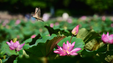 Картинка цветы лотосы полет озеро фон природа птица цветок розовые лотос пруд боке птичка листья летит бутон водоем воробей размытый