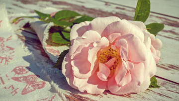 Картинка цветы розы композиция бутон нежная одна свет листья роза цветок лепестки доски розовая ткань