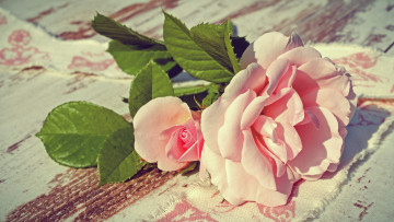 обоя цветы, розы, свет, нежно, ткань, бутоны, розовые, лепестки, нежные, доски, роза, листья, композиция