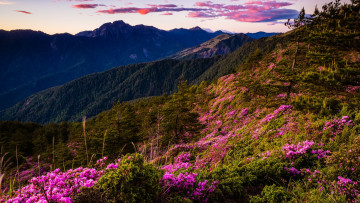 Картинка природа горы цветы в горах холмы деревья даль растительность вечер лес вершины розовые вид весна чудесный небо облака пейзаж кусты