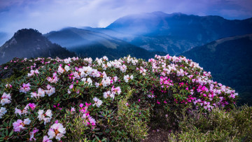 Картинка природа горы кусты синева вершины цветы в горах небо вид листья рододендроны туманное утро туман дымка даль цветение холмы лес высота облака пейзаж