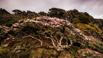 Картинка природа горы ветви холм деревце пасмурно куст небо облака рододендроны скала цветы гора пейзаж