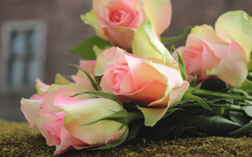 Картинка цветы розы композиция листья нежные крупный план роза дом лепестки фон мох бутоны лежит окно букет розовые