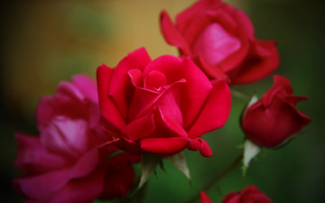 Картинка цветы розы лепестки бутоны красные