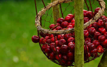 Картинка еда вишня +черешня много сетка боке зеленый фон корзинка висит черешня ветка сочная ягоды урожай корзина природа