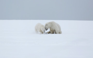 Картинка животные медведи медвежонок фон любовь мишутка материнство белая арктика дитя сценка медведица поза дикая снег дурачатся игра умка вдвоем