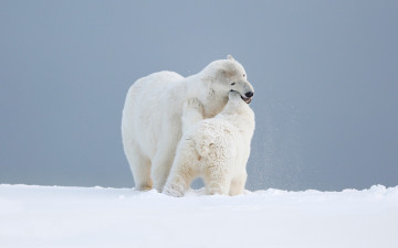 Картинка животные медведи сценка арктика дурачатся мишутка любовь материнство белая игра умка вдвоем медведица поза снег дикая фон дитя медвежонок
