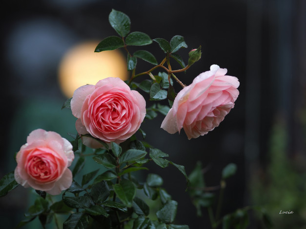 Обои картинки фото цветы, розы, цвет, лепестки, цветение, роза