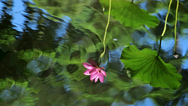 Обои картинки фото цветы, лотосы, отражение, в, воде, цветок, листья, водоем, озеро, настроение, круги, по, рябь, мило, лотос, пруд